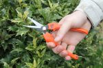 Harvesting Pruners - Image 6
