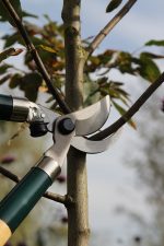 Metallo Loppers - Image 5