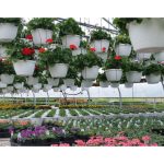 S Hook Basket Hangers Box of 100