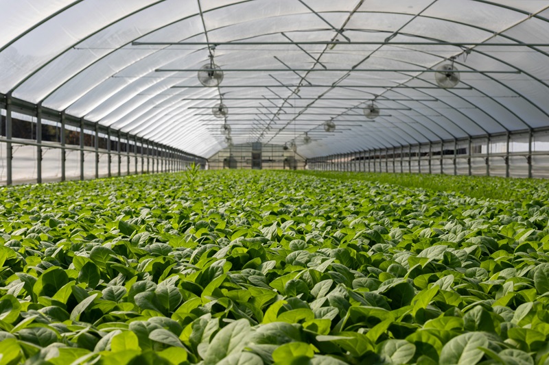 Inside of Large Greenhouse with Sides Rolled Up